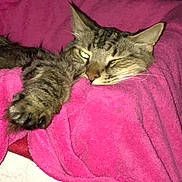 Spaz joined the competition — help win amazing prizes! abyssinian, animal, bed, blanket, cat, couch, furniture, homedecor, kitten, laundry, linen, manx, person, pet, purple, quilt, siamese, sleeping, towel, velvet