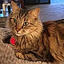 abyssinian, animal, architecture, blanket, bodypart, bottle, cat, couch, furniture, hardwood, homedecor, indoors, kitten, linen, manx, mouth, person, pet, tongue, wood