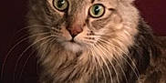 Spaz is registered to the contest to win money with this photo: abyssinian, angora, animal, brasssection, cat, egyptiancat, horn, kitten, manx, musicalinstrument, pet