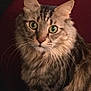 abyssinian, angora, animal, brasssection, cat, egyptiancat, horn, kitten, manx, musicalinstrument, pet