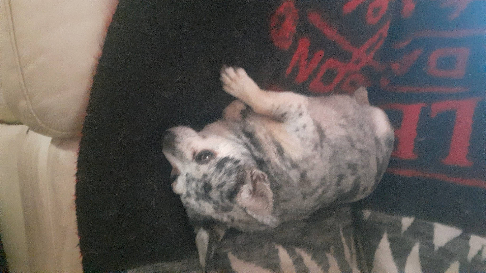 Mable is registered to the contest to win money with this photo: canidae, carnivore, comfort, companion_dog, darkness, dog, dog_breed, fawn, felidae, fur, gesture, grey, human_leg, nail, paw, snout, sporting_group, terrestrial_animal, whiskers, wildlife