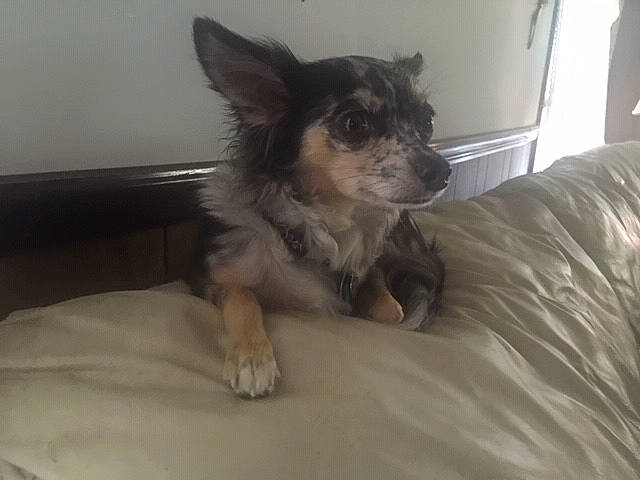 Mable joined the competition — help win amazing prizes! canidae, carnivore, chihuahua, companion_dog, dog, dog_breed, ear, fawn, mammal, puppy, snout, toy_dog, vertebrate