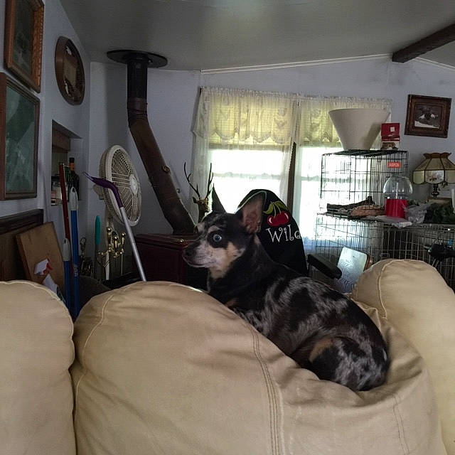 Mable is registered to the contest to win money with this photo: bed, bed_sheet, bedding, bedroom, cat, comfort, couch, furniture, guard_dog, interior_design, room