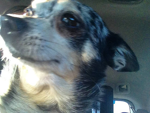 Mable joined the competition — help win amazing prizes! canidae, carnivore, companion_dog, dog, dog_breed, ear, eye, nose, puppy, rare_breed_dog, snout, sporting_group