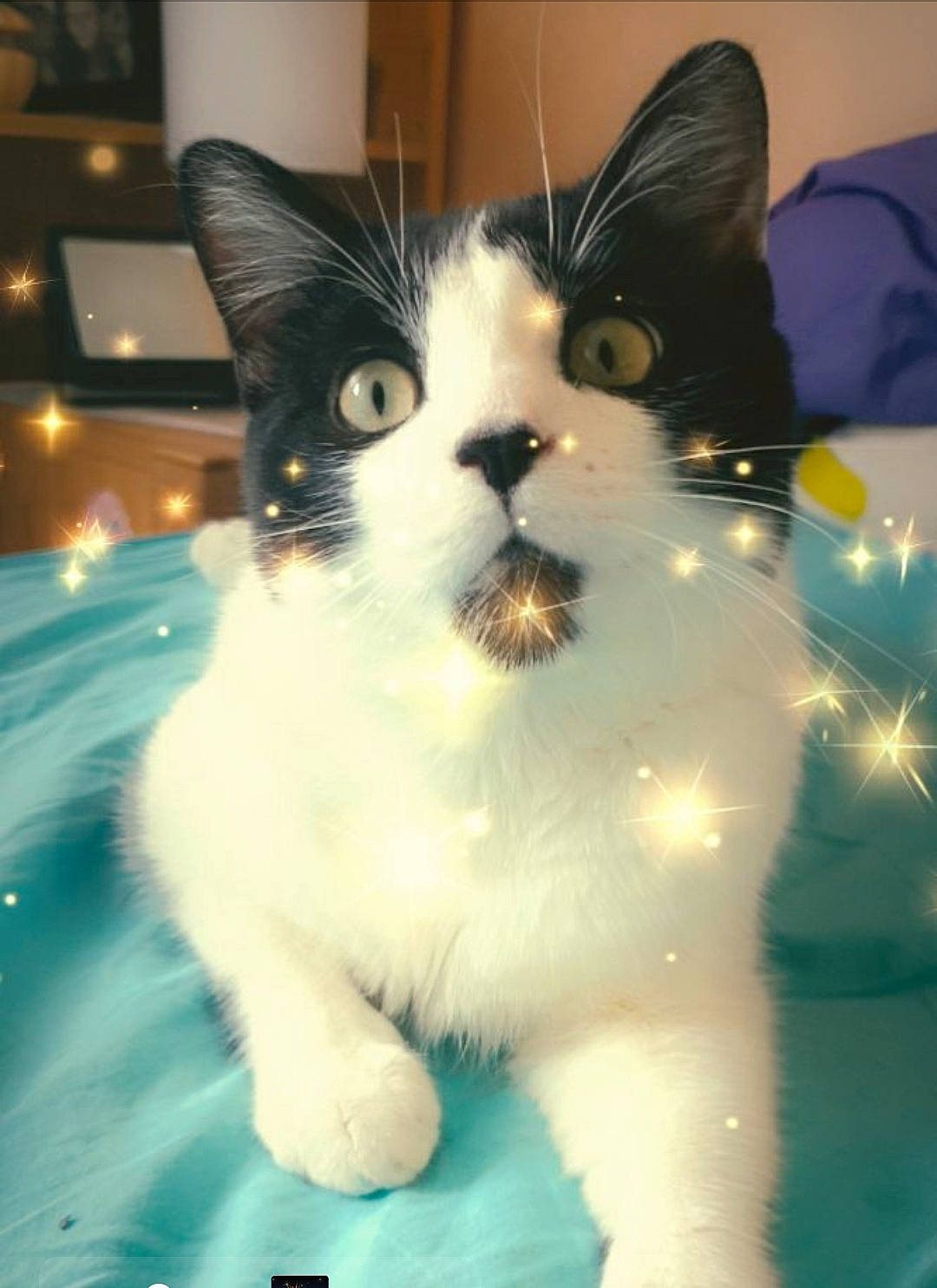 Dydy participe au concours pour gagner de l'argent avec cette photo : carnivore, cat, domestic_short_haired_cat, electric_blue, felidae, fur, paw, small_to_medium_sized_cats, snout, tail, water, whiskers