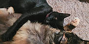 Karma is registered to the contest to win money with this photo: cat, black_cat, tabby_cat, feline, pets, sleeping, snuggling, cozy, blanket, soft_texture, fur, resting, cute, domestic_animal, animal, indoor, relaxation, companion, laying, comfort