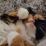 cat, calico, fluffy, sleeping, paw, whiskers, nose, fur, closeup, pet, domestic_animal, relaxing, cozy, indoor, soft, cute, resting, animal, mammal, feline
