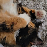 Karma joined the competition — help win amazing prizes! cat, calico, fur, paw, whiskers, sleeping, cozy, blanket, texture, closeup, cute, pet, animal, indoor, relaxing, soft, feline, resting, cute_paw, curled_up