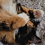 cat, calico, fur, paw, whiskers, sleeping, cozy, blanket, texture, closeup, cute, pet, animal, indoor, relaxing, soft, feline, resting, cute_paw, curled_up