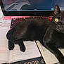 Magic is registered to the contest to win money with this photo: black_cat, cat, pet, animal, yellow_eyes, desk, computer_keyboard, computer_monitor, open_book, notebook, writing, study_area, indoor, feline, paw, fur, curious, alert, home_office, technology