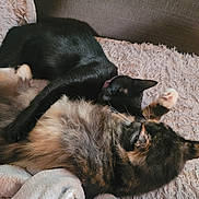 Magic is registered to the contest to win money with this photo: cat, black_cat, tabby_cat, feline, pets, sleeping, snuggling, cozy, blanket, soft_texture, fur, resting, cute, domestic_animal, animal, indoor, relaxation, companion, laying, comfort