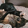 cat, black_cat, tabby_cat, feline, pets, sleeping, snuggling, cozy, blanket, soft_texture, fur, resting, cute, domestic_animal, animal, indoor, relaxation, companion, laying, comfort