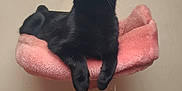 Magic is registered to the contest to win money with this photo: cat, black_cat, pet, indoor, cat_tree, pink, plush, feline, animal, cute, resting, perch, whiskers, ears, paws, domestic_cat, toy_ball, scratching_post, fur, relaxed