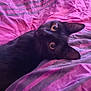 Magic is registered to the contest to win money with this photo: cat, black_cat, bed, blanket, striped, purple, pink, indoor, pet, animal, curious, wide_eyes, cozy, feline, cute, resting, domestic, soft, comfort, playful