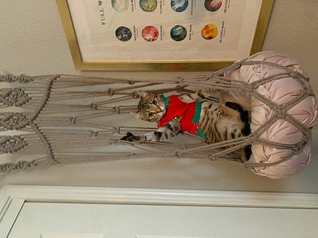 Mariana is registered to the contest to win money with this photo: brain, collection, creative_arts, human_anatomy, molding