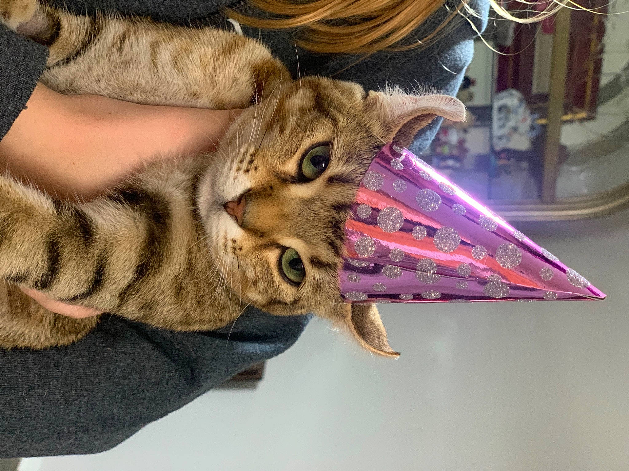 Leonidas is registered to the contest to win money with this photo: carnivore, cat, curious, domestic_short_haired_cat, felidae, fur, kitten, pink, small_to_medium_sized_cats, snout, tabby_cat, vertebrate, whiskers