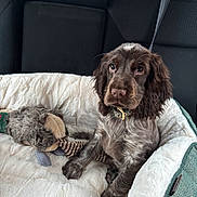 Alfie joined the competition — help win amazing prizes! animal, brown, car_interior, collar, comfort, companion, cozy, cute, dog, dog_bed, fur, indoors, looking, pet, puppy, resting, seat, seatbelt, stuffed_toy, young_dog