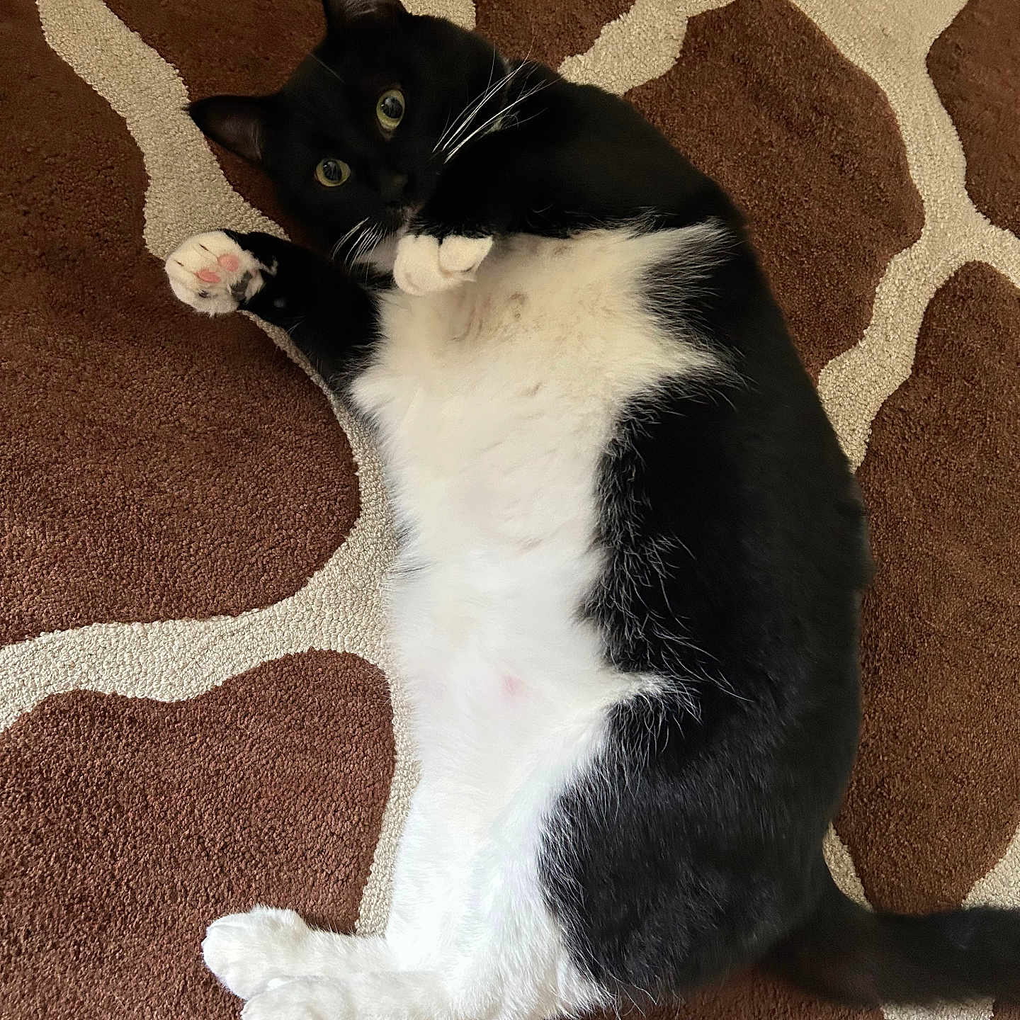 Finn