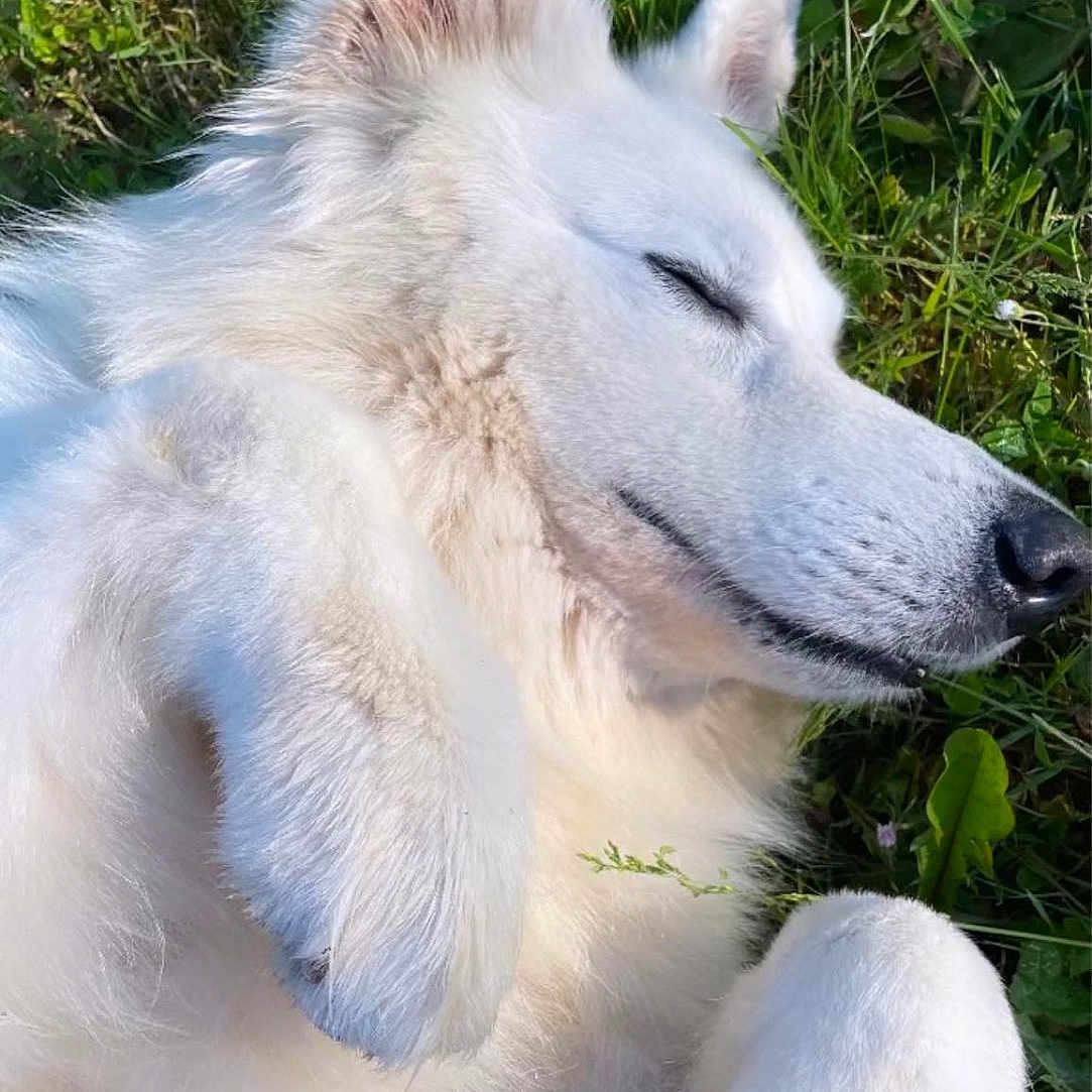 Leo participe au concours pour gagner de l'argent avec cette photo : animal, canine, dog, eskimodog, fox, husky, pet, puppy, snout, white, whitedog, wolf