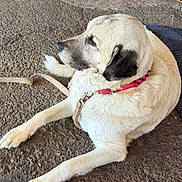 Harley is registered to the contest to win money with this photo: dog, animal, pet, collar, leash, lying_down, relaxed, indoors, concrete_floor, air_compressor, red, beige, fur, large_dog, side_view, calm, domestic, companion, resting, canine