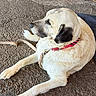 air_compressor, animal, beige, calm, canine, collar, companion, concrete_floor, dog, domestic, fur, indoors, large_dog, leash, lying_down, pet, red, relaxed, resting, side_view
