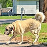 animal, building, canine, collar, daylight, dog, grass, leash, nature, outdoor, pavement, pet, rural, shadow, side_view, sunny, tan_dog, tree, walking, yard
