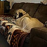 Harley joined the competition — help win amazing prizes! dog, couch, blanket, living_room, furniture, wall_art, picture_frame, hat, carpet, indoor, brown, relaxing, pet, canine, home_decor, resting, comfort, animal, quiet, warm_lighting