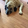 Harley is registered to the contest to win money with this photo: dog, sleeping, wooden_floor, indoors, pet, relaxed, large_dog, fur, paws, resting, canine, animal, mammal, quiet, calm, domestic, companion, laying_down, peaceful, cozy