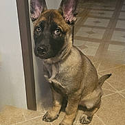 Memphis joined the competition — help win amazing prizes! dog, puppy, ears, floor, tile, indoor, pet, sitting, brown, black, fur, young, animal, canine, looking_up, corner, cute, attention, waiting, house