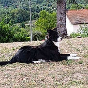 Vasco a rejoint le concours — aidez-le/la à gagner de superbes lots ! dog, black_and_white, lying_down, grass, tree, house, roof, countryside, nature, outdoor, pet, animal, canine, fur, side_view, alert, greenery, field, rural, daytime