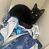 Pocket is registered to the contest to win money with this photo: black_cat, cat, animal, pet, feline, golden_eyes, curled_up, sitting, indoors, fabric, blanket, bedding, blue, white, black, laundry, cozy, portrait, closeup, home