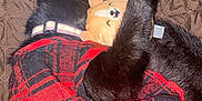 Pocket is registered to the contest to win money with this photo: animal, black_cat, blanket, cat, comfort, cozy, cuddle, cute, fur, indoor, pet, plush_toy, red_plaid, resting, shirt, sleeping, snuggling, soft, tail, toy