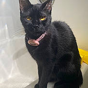 Pocket joined the competition — help win amazing prizes! animal, bathroom, bathtub, black_cat, cat, collar, cute, domestic_cat, ears, eyes, feline, fur, indoor, pet, pet_accessory, pink_collar, portrait, sitting, whiskers, yellow