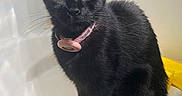 Pocket joined the competition — help win amazing prizes! animal, bathroom, bathtub, black_cat, cat, collar, cute, domestic_cat, ears, eyes, feline, fur, indoor, pet, pet_accessory, pink_collar, portrait, sitting, whiskers, yellow