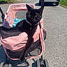 Pocket is registered to the contest to win money with this photo: cat, black_cat, pet, animal, stroller, pink_stroller, outdoor, street, residential_area, neighborhood, parked_car, sunlight, shadow, collar, bell, yellow_eyes, sitting, lounging, whiskers, photography