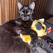 Pocket is registered to the contest to win money with this photo: cat, black_cat, pet, animal, feline, golden_eyes, glowing_eyes, sitting, lounging, lying_down, plush_toy, stuffed_animal, bed, blanket, wood_paneling, indoor, portrait, close_up, black_fur, relaxed