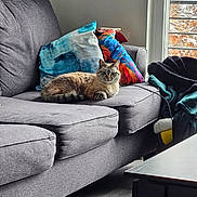 Opal joined the competition — help win amazing prizes! cat, sofa, couch, indoor, pillow, window, relaxed, pet, fur, floor, blanket, home, cozy, furniture, natural_light, domestic, resting, animal, living_room, comfort