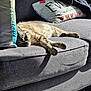 Opal joined the competition — help win amazing prizes! cat, sleeping, couch, gray_fabric, sunlight, pillow, striped_cat, indoor, relaxation, pet, feline, cozy, resting, home, soft_texture, blanket, comfort, shadow, daylight, animal
