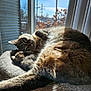 Opal joined the competition — help win amazing prizes! cat, tabby, sunlight, window, bed, indoor, relaxed, sleepy, fur, paw, face, animal, pet, cozy, resting, daylight, nature_outside, tree, blue_sky, home