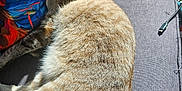 Opal joined the competition — help win amazing prizes! cat, tabby, sleeping, couch, pillow, sunlight, indoor, resting, feline, cozy, nap, fur, whiskers, relaxation, home, window, usb_cable, gray, colorful, pet