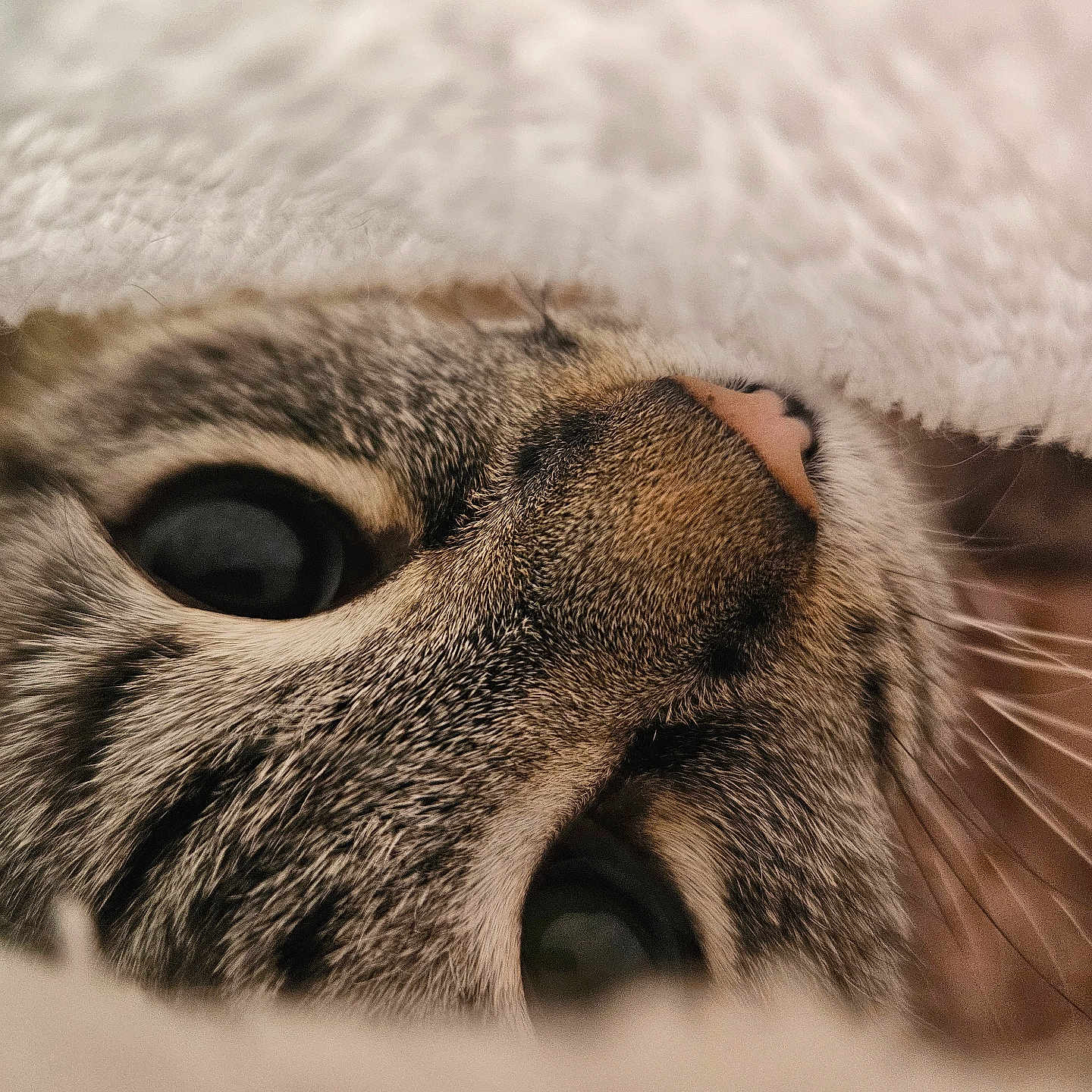 Opal is registered to the contest to win money with this photo: animal, blanket, cat, close_up, cozy, curious, cute, eyes, face, feline, fur, indoor, nose, pet, portrait, snuggle, soft, texture, warm, whiskers