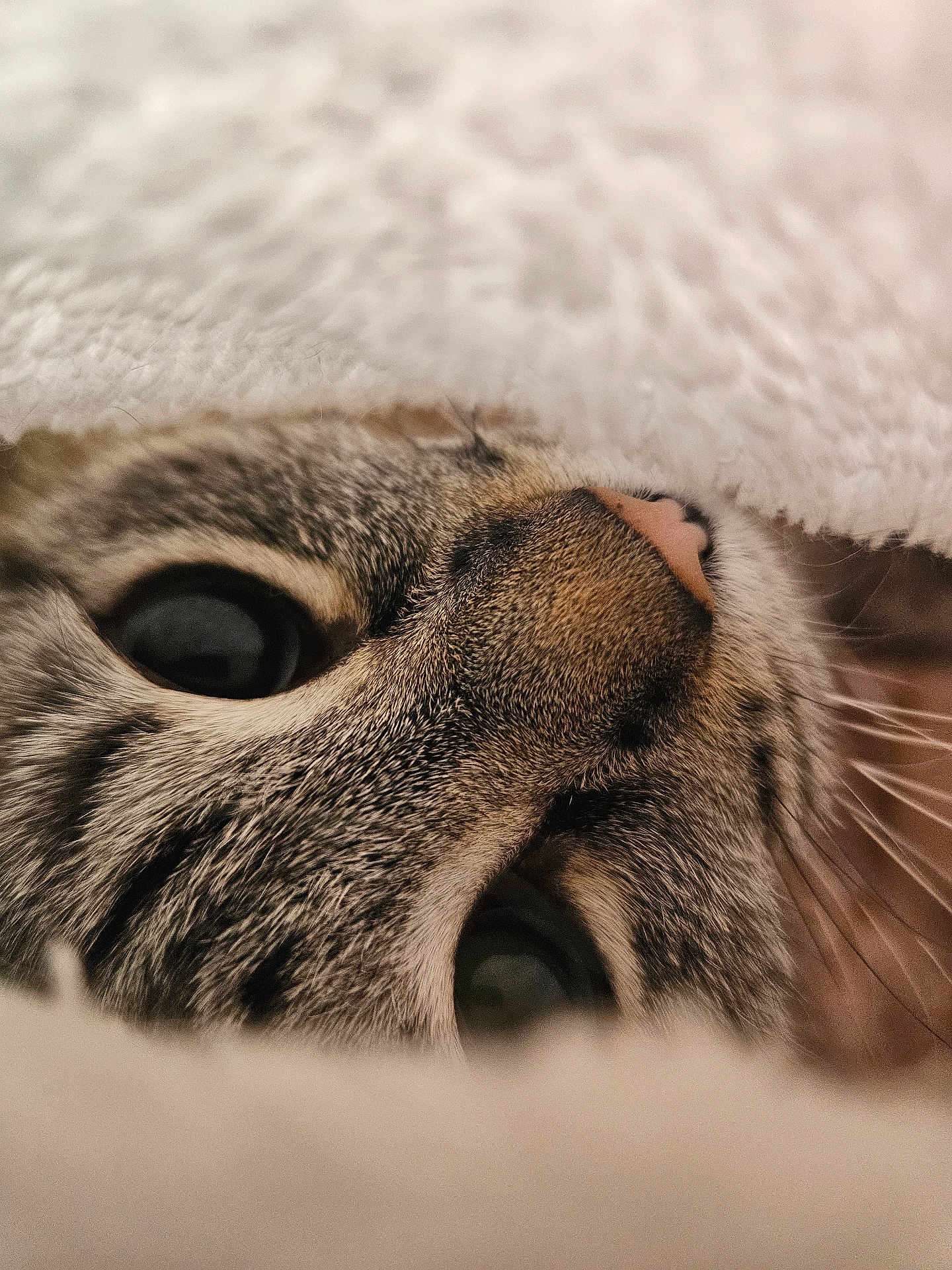 Opal is registered to the contest to win money with this photo: cat, close_up, face, nose, eyes, fur, whiskers, blanket, cozy, soft, pet, animal, cute, curious, indoor, warm, texture, portrait, feline, snuggle