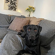 Daisy Mae is registered to the contest to win money with this photo: abstract_art, animal, black_dog, couch, cozy, dog, flower, gray_blanket, indoor, interior, labrador, living_room, looking_at_camera, pet, pillow, relaxed, sofa, sunflowers, vase, wall_art