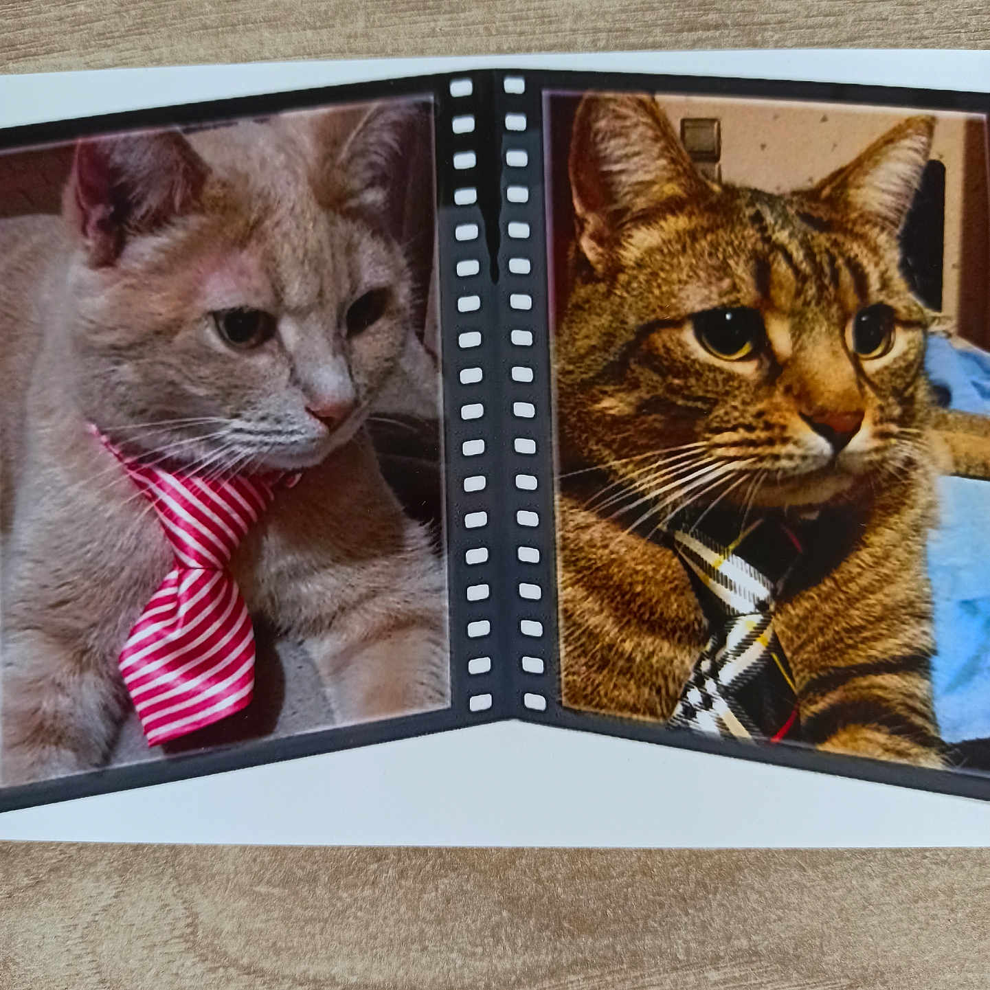 Loulou Et Chouchoune a rejoint le concours — aidez-le/la à gagner de superbes lots ! abyssinian, accessories, animal, art, book, bowtie, cat, collage, envelope, formalwear, kitten, mail, manx, necktie, pet, photographicfilm, publication, shelf, strap, tie