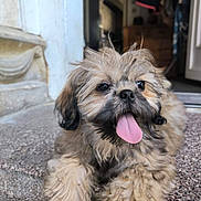 Ayko participe au concours pour gagner de l'argent avec cette photo : puppy, dog, tongue_out, fluffy, step, door, indoor, happy, cute, pet, animal, fur, smiling, young_dog, closeup, playful, resting, canine, small_dog, friendly
