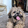 puppy, dog, tongue_out, fluffy, step, door, indoor, happy, cute, pet, animal, fur, smiling, young_dog, closeup, playful, resting, canine, small_dog, friendly