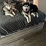 Athena joined the competition — help win amazing prizes! animal, bed, collar, cozy, dog, domestic, ears_up, floor, fur, gray_bedspread, home, husky, indoor, looking_at_camera, lying_down, pet, resting, three_dogs, tongue_out, wooden_bed_frame