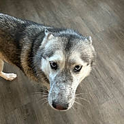 Athena is registered to the contest to win money with this photo: dog, husky, pet, animal, indoor, floor, canine, fur, close-up, looking_up, whiskers, brown_floor, domestic, mammal, portrait, head, ears, eyes, nose, curious