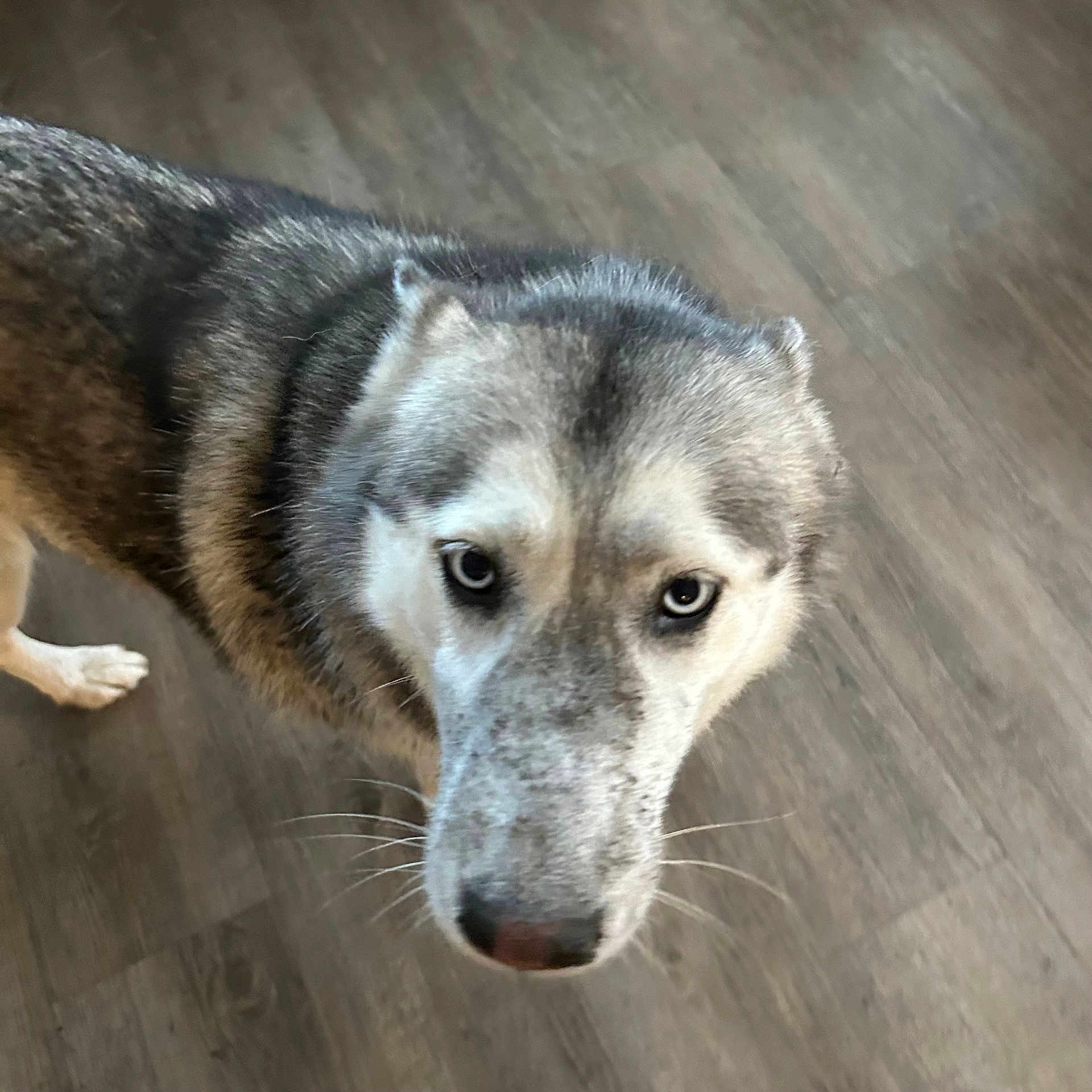 Athena is registered to the contest to win money with this photo: dog, husky, pet, animal, indoor, floor, canine, fur, close-up, looking_up, whiskers, brown_floor, domestic, mammal, portrait, head, ears, eyes, nose, curious