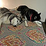 Athena is registered to the contest to win money with this photo: animal, bed, calm, collar, companions, cute, dog, domestic, furry, husky, indoor, mammal, patterned_bedspread, pet, quiet, relaxed, resting, side_by_side, sleeping, two_dogs